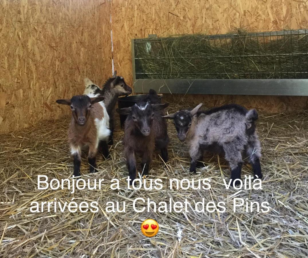 Rougeou Roulottes Du Chalet Des Pins المظهر الخارجي الصورة